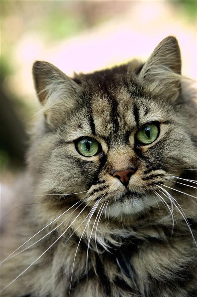 Katten her vil med sikkerhed få allergikere til at nyse og hive efter vejret. Men forskere har nu udviklet en allergivenlig kat. 