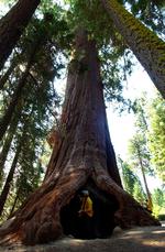 Denne kæmpefyr - en sequoia sempevirens - er 2.000 år gammel og står lige som det nyfundne træ i Californien. 