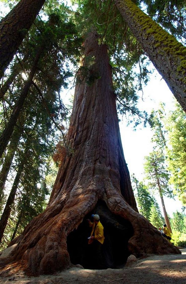 Denne kæmpefyr - en sequoia sempevirens - er 2.000 år gammel og står lige som det nyfundne træ i Californien. 