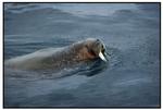 Hvalros boltrer sig ved Svalbard. EU er på vej mod et forbud mod fangst af hvalrosser. 