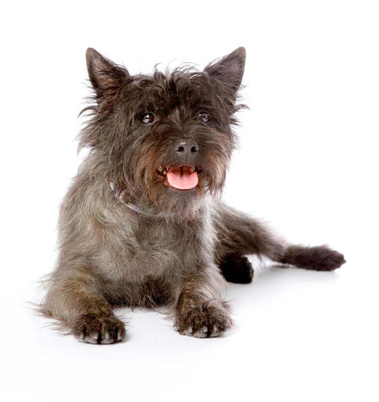 Sille er fem år, mor til tolv og bor i Løkken. Og så er hun Danmarks Sødeste Hund. 