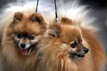 Skødehund eller ej. Velhavende hotelgæster kan nu også få hunden med på luksusophold. 