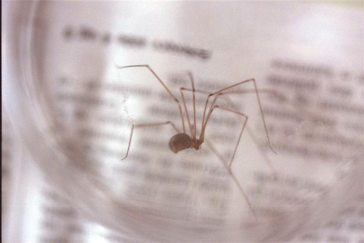 Monstermejeren, der er et langbenet smådyr i stil med en edderkop som denne, er trukket til Danmark af lunt klima. 