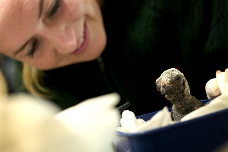 Odense Zoo har tidligere haft succes med unger af kongepingviner. Dette billede er fra 2004, hvor en unge måtte i kuvøse, da forældrene var blevet solgt til en zoologisk have i Østrig. 