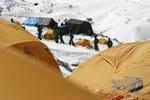 En videooptagelse dokumenterer kinesiske drab på tibetanske flygtninge. 