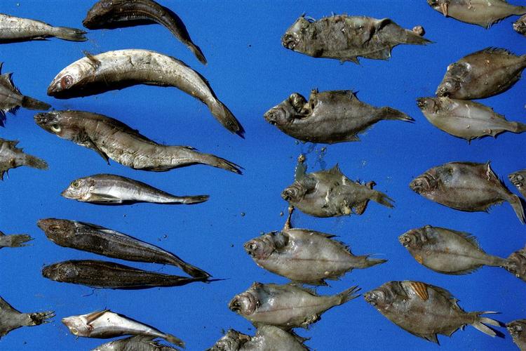 Foto fra Greenpeace-protest mod fiskernes omfattende udsmidning af døde småfisk. 