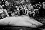 Island vil fannge bl.a. vågehvaler igen efter 20 års pause. Billedet er fra en opskæring på Zoologisk Museum. 