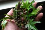 Ny undersøgelse peger på, at Marihuana har en gavnlig effekt på alzheimers. 