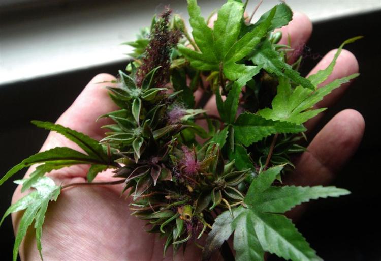Ny undersøgelse peger på, at Marihuana har en gavnlig effekt på alzheimers. 