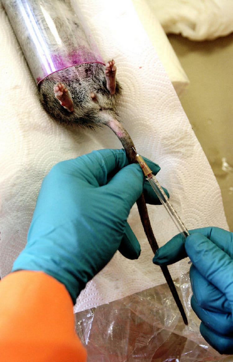 Den lille sensor er ikke meget større end et riskorn og føres ind i nakken på rotten med en kanyle. Inden da anbringes rotten i et plexiglasrør, hvor den indånder en bedøvelsesgas. Samtidig tages blodprøver, der bl.a. bruges til at kortlægge rotternes resistens over for gift. 