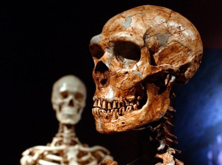 Et forskerhold har fundet tegn på, at europæerne har fællestræk med neanderthalerne. 