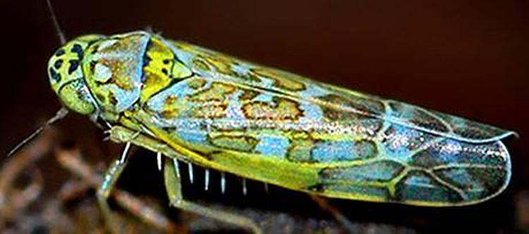 Fotografen Anne Vibeke Tossell vidste ikke helt, hvilken cikade hun mandag formiddag tog billede af i haven på Sydfyn. Men da hun viste fotoet på Danmarks største naturhjemmeside, fugleognatur.dk, fik hun svaret. 