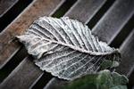 Fredag med frost. Men weekenden bliver lunere forsikrer meteorologerne. 