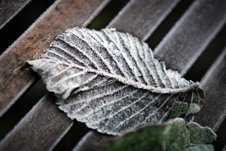 Fredag med frost. Men weekenden bliver lunere forsikrer meteorologerne. 