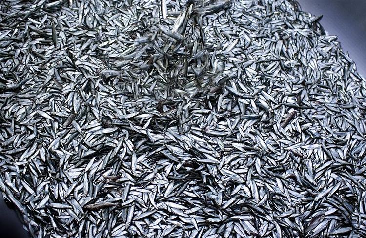 Danske fiskeres formand afviser, at havlivet er ved at forsvinde. 