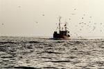 Dansk fiskeripoliti med til at forværre problemerne, advarer Verdensnaturfonden. 