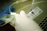 Med tilladelsen til at skabe et embryo af æg fra en ko og DNA fra et menneske håber forskerne at kunne nå længere med stamcelleteknologien. I Danmark markedsfører flere firmaer nedfrysning af navlestrengsblod, som indeholder stamceller. 