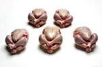 Kyllingekødet i køledisken kan være inficeret med bakterien campylobacter. 