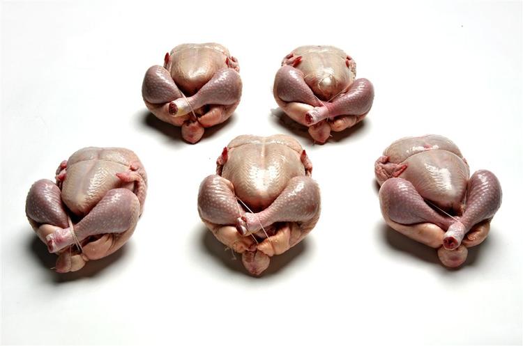 Kyllingekødet i køledisken kan være inficeret med bakterien campylobacter. 