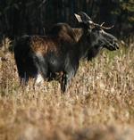 MOOSE OVERPOPULATION