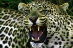 En leopard har bidt en 23-årig dyrepasser i halsen i den østtyske by Chemnitz. 