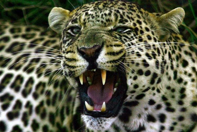 En leopard har bidt en 23-årig dyrepasser i halsen i den østtyske by Chemnitz. 