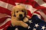 Forskerne brugte golden retrievere med en særligt menneskelignende form for muskelsvind i forsøget. 