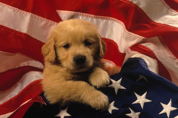 Forskerne brugte golden retrievere med en særligt menneskelignende form for muskelsvind i forsøget. 