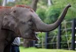 AUSTRALIA THAI ELEPHANTS