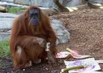 Den danske regering agter ikke at sende penge. Men denne amerikanske orangutang maler billeder, som bortauktioneres af den zoologiske have, hvor den bor, til fordel for dens truede artsfæller på Borneo. 