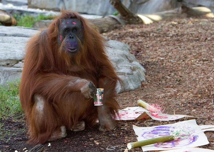 Den danske regering agter ikke at sende penge. Men denne amerikanske orangutang maler billeder, som bortauktioneres af den zoologiske have, hvor den bor, til fordel for dens truede artsfæller på Borneo. 