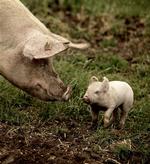 Flere landmænd vil være økologer, viser en prognose. Her et par økosvin, der hører hjemme hos Poul Skovgaard i Gørløse. 