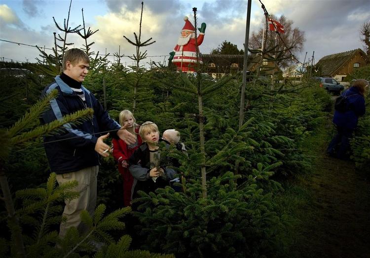 Mange danske familier spenderer omkring 1000 kroner på juletræer til hele familien. 
