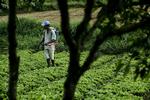 Landarbejdere i Brasilien arbejder med det giftige stof methyl parathion. Nu skal det være slut, lover Cheminova. 