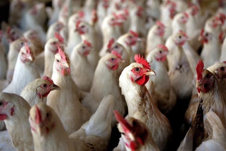 Sydkorea ramt af H5N1-fugleinfluenza. 