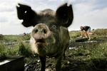 Tarmsygdommene skyldes muligvis, at vi lever for rent. Ny forskning viser, at parasitæg fra grise kan kurere de smertefulde velfærdssygdomme. 