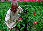 AFGHAN OPIUM