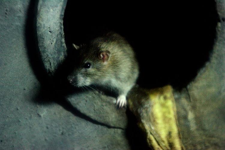 Flere og flere rotter bliver resistente over for gift. 