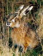 Den brune danske hare er flere tilfælde blevet blandet med den svenske snehare. 