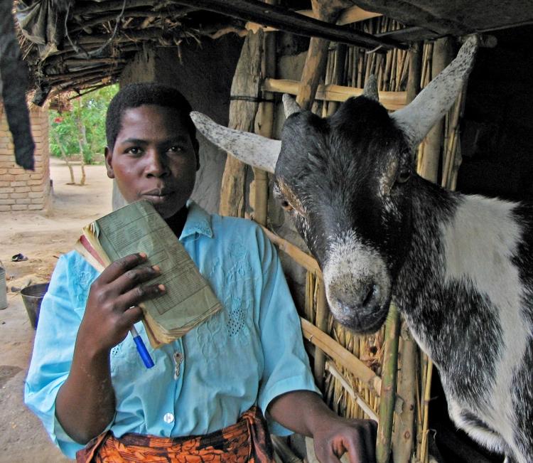 Jennifer Albertino bor i landsbyen Kambuzi i Dowa-distriktet i Malawi. Hun er 24 år og en af de kvinder som modtog en ged fra landsbyens første hold kid. Hun blev udvalgt af landsbykommiteen, fordi hun udover sine egne to børn på 1 og 3 år passer på søsterens 5 børn. I september 2006 blev hun trænet i husdyrhold og fik sin ged. 