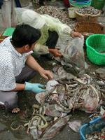Indsamling af havslanger i fiskerihavn i Phat Thien, Vietnam. - Foto: Privat 
