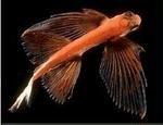 Flyvefisk