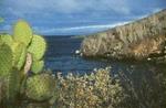 Plantelivet på Galapagosøerne er helt særligt. Foto: galapagosonline.com 
