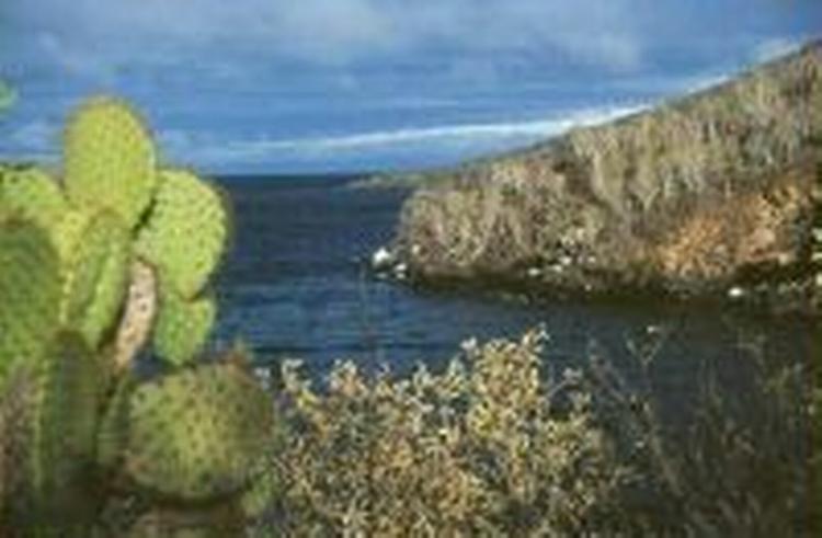 Plantelivet på Galapagosøerne er helt særligt. Foto: galapagosonline.com 