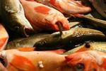 Der var torsk og rødfisk i spandevis, da der blev fisket fra Vædderen. - Foto: Anders Legarth Schmidt 