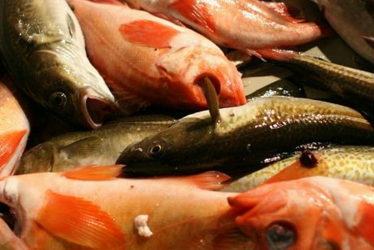 Der var torsk og rødfisk i spandevis, da der blev fisket fra Vædderen. - Foto: Anders Legarth Schmidt 