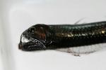 Viper Fish. Kan gabe over bytter større end den selv. 