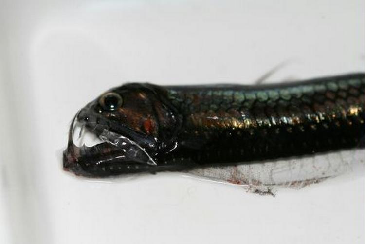 Viper Fish. Kan gabe over bytter større end den selv. 
