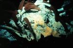 Røde væld-orme, der lever af kemiske stoffer fra en gejser. Her taget på bunden af Stillehavet. - Foto: C. Van Dover, NOAA 