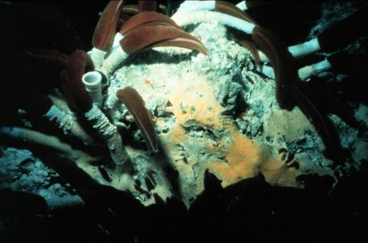 Røde væld-orme, der lever af kemiske stoffer fra en gejser. Her taget på bunden af Stillehavet. - Foto: C. Van Dover, NOAA 